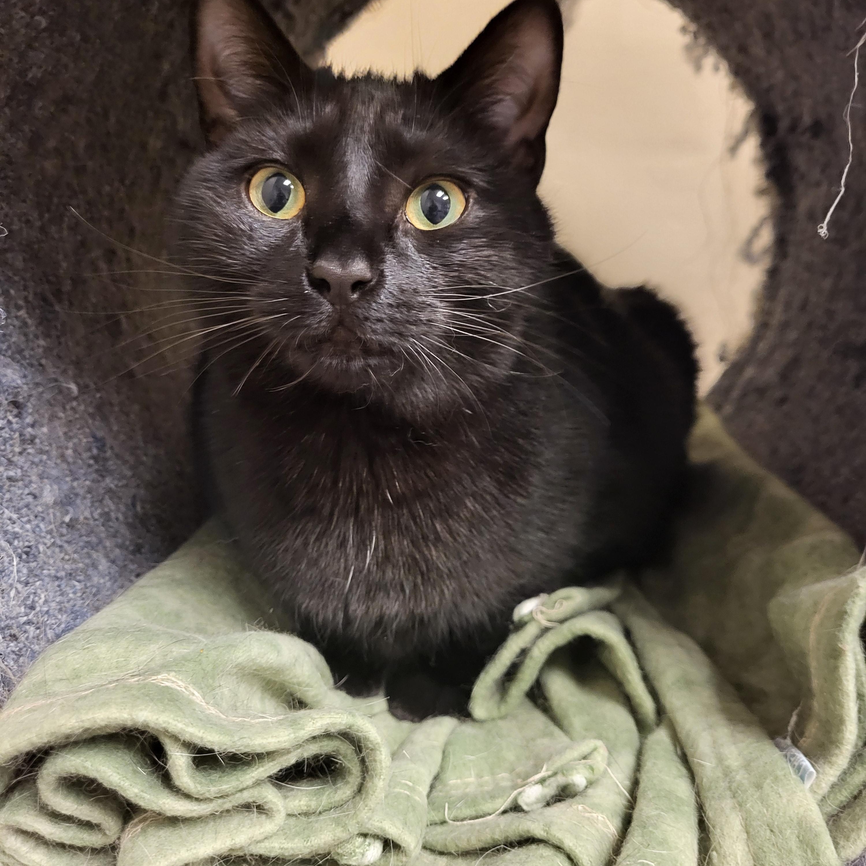 Enlarge Blossom, an adoptable Domestic Short Hair in Allentown, PA image 1/2