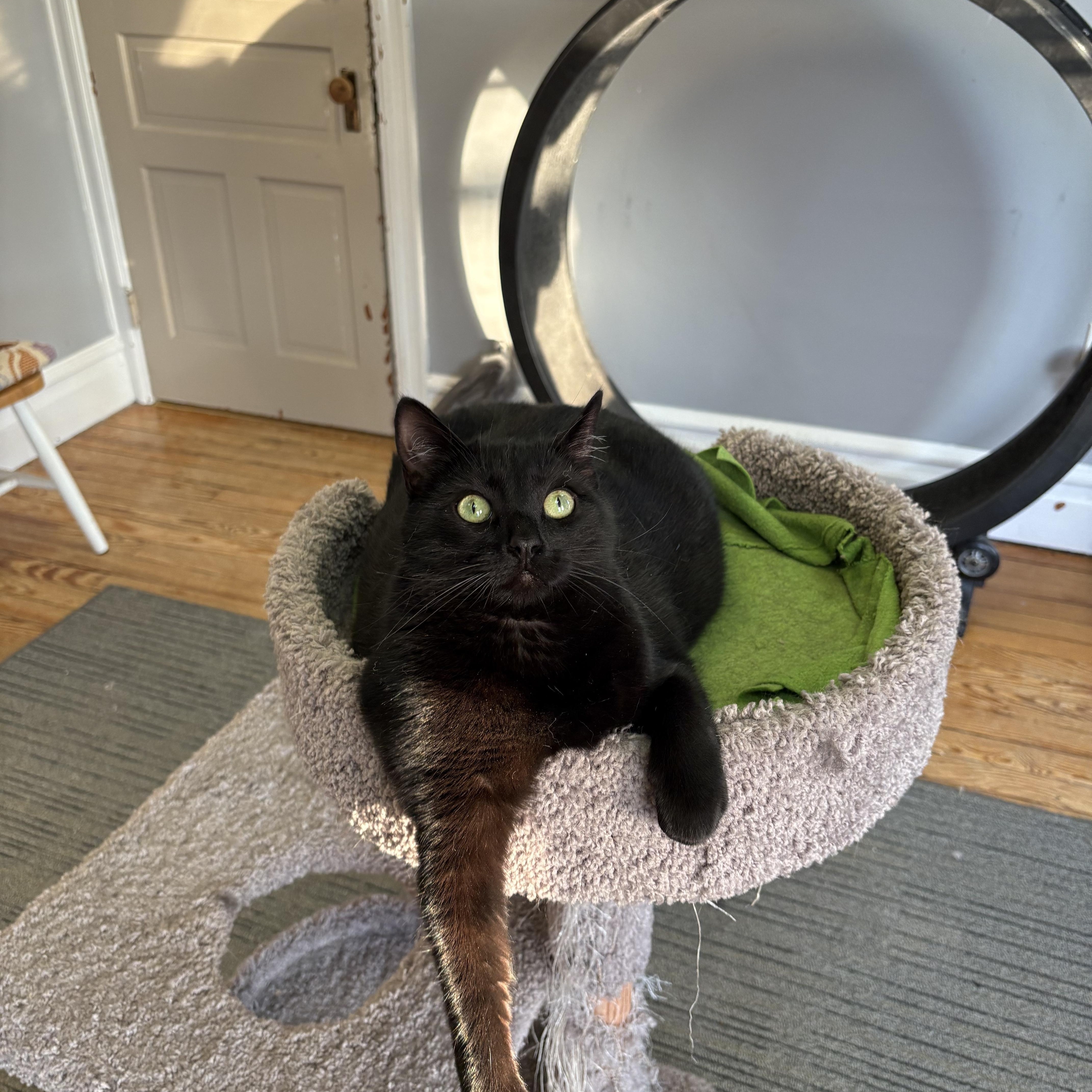 Enlarge Blossom, an adoptable Domestic Short Hair in Allentown, PA image 1/3