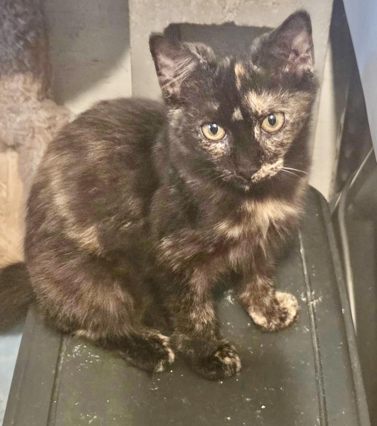 Enlarge Tia, a Adoptable Tortoiseshell in New Port Richey, FL image 1/1