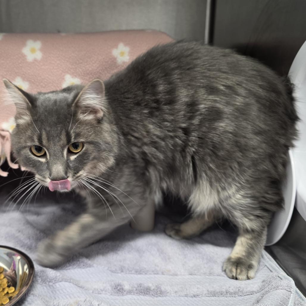 Enlarge Grasshopper, a Adoptable Domestic Medium Hair in Fort Wayne, IN image 1/4