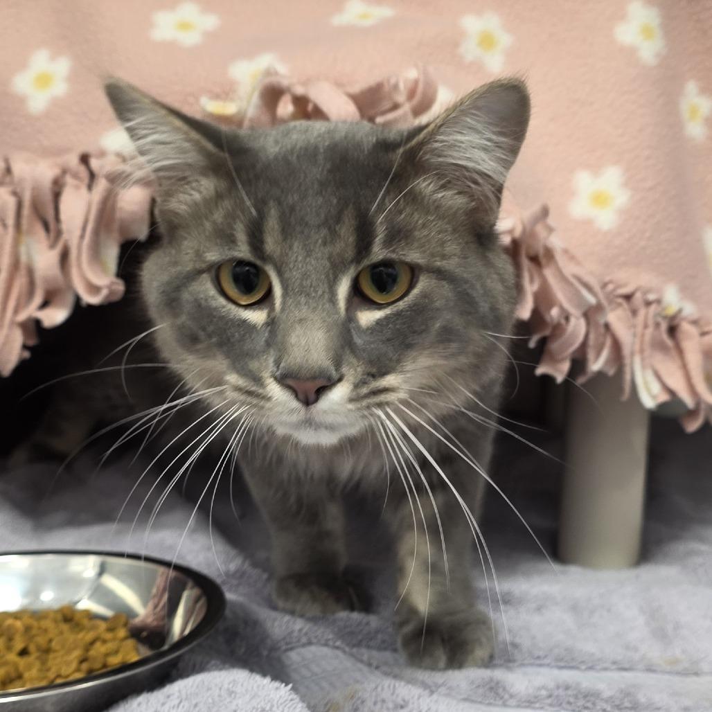 Enlarge Grasshopper, a Adoptable Domestic Medium Hair in Fort Wayne, IN image 2/4