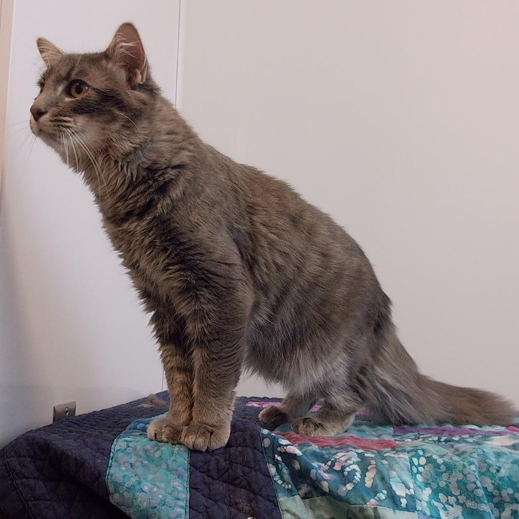 Enlarge Grasshopper, a Adoptable Domestic Medium Hair in Fort Wayne, IN image 3/4