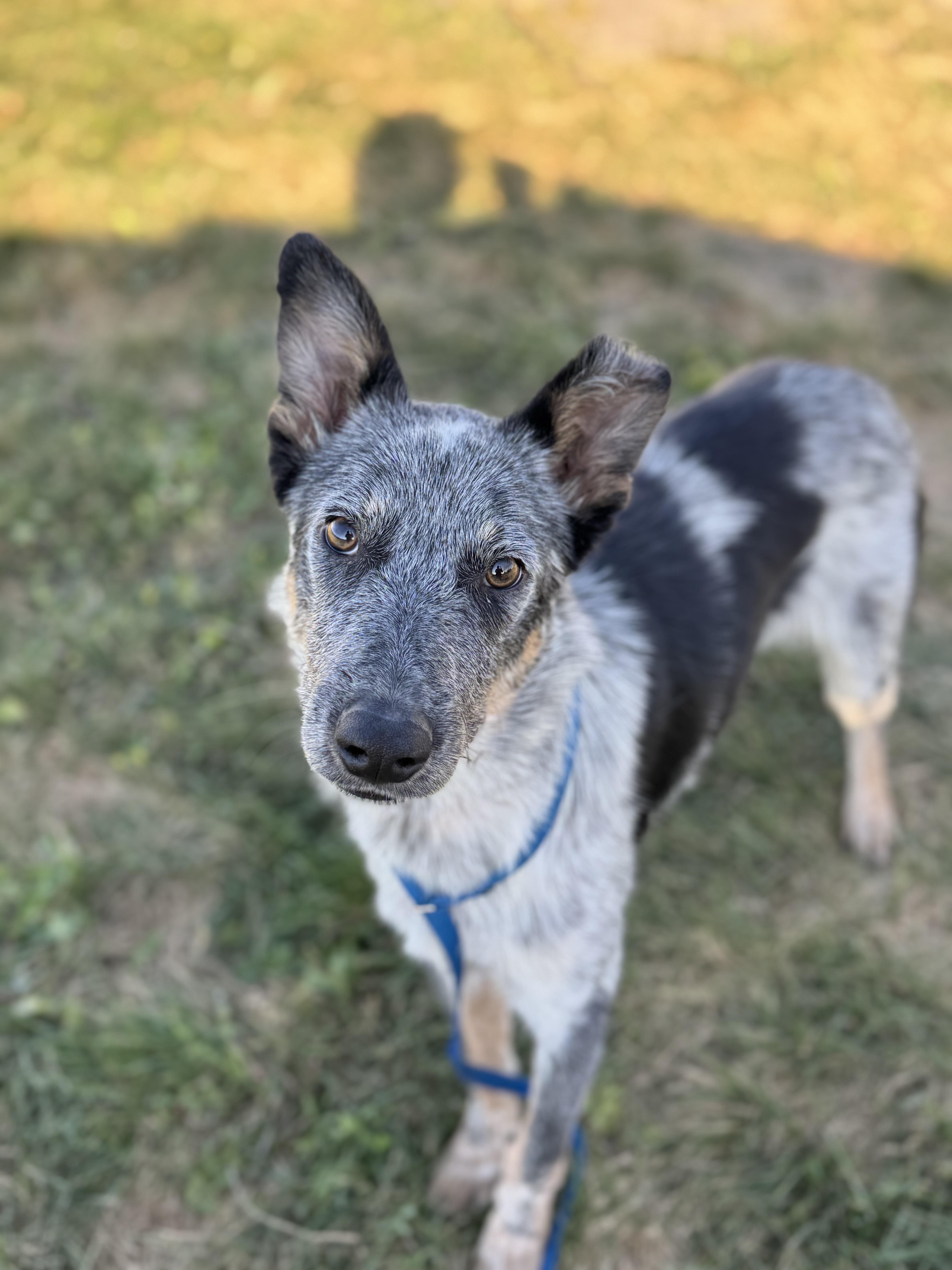 Enlarge Flip, a Adopted Australian Cattle Dog / Blue Heeler in Bakersfield , CA image 2/6