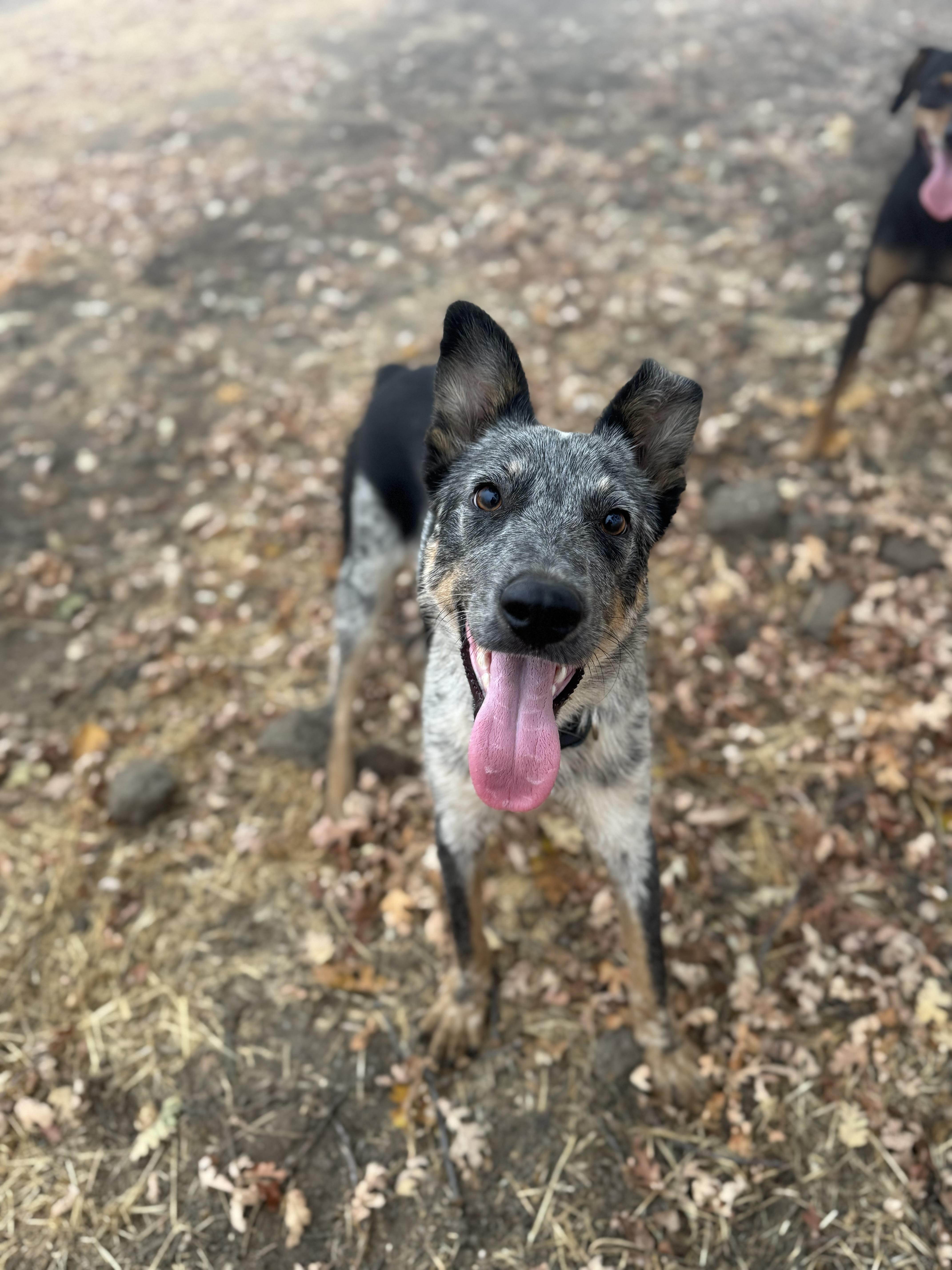 Enlarge Flip, a Adopted Australian Cattle Dog / Blue Heeler in Bakersfield , CA image 6/6