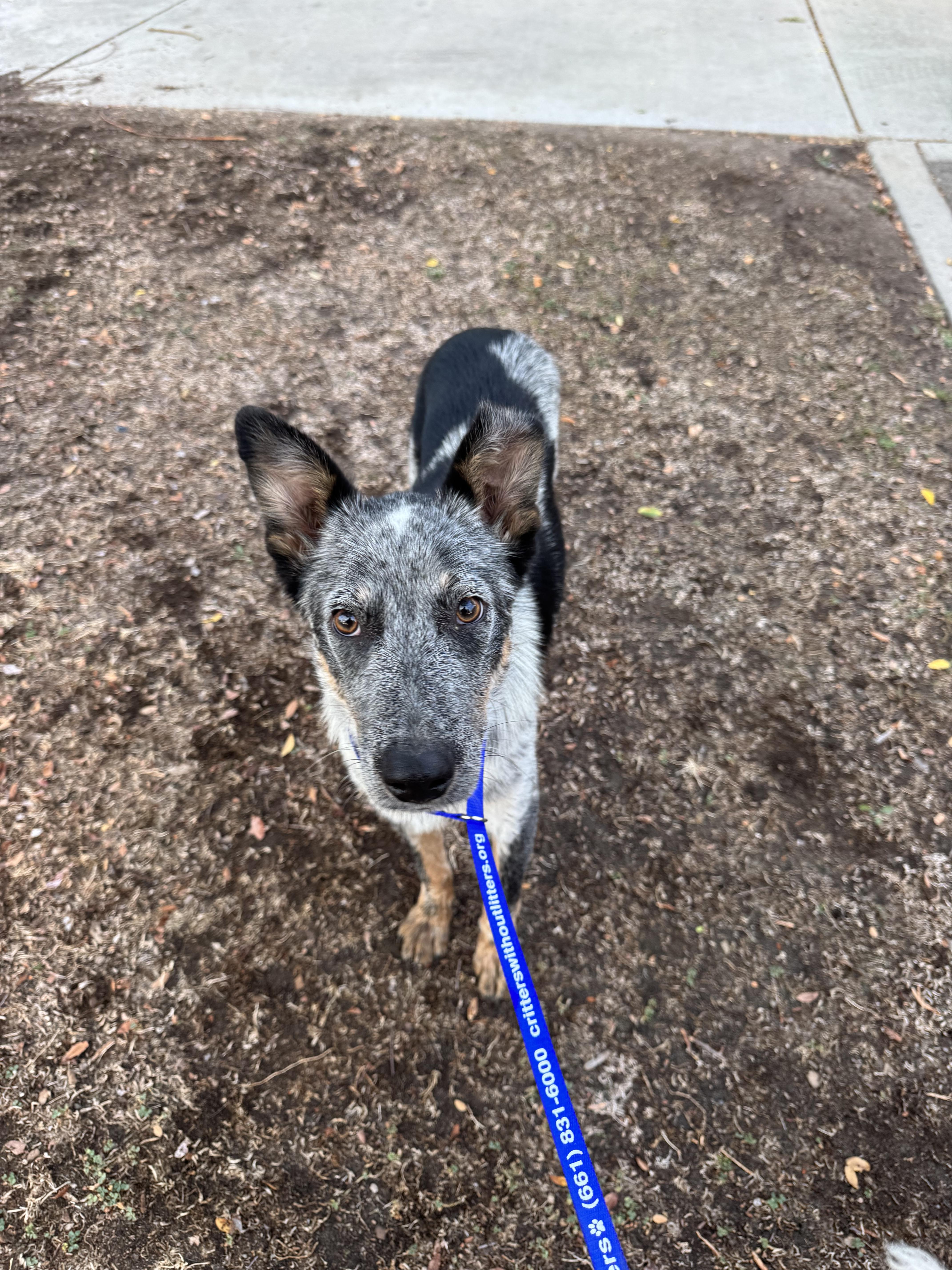 Enlarge Flip, a Adopted Australian Cattle Dog / Blue Heeler in Bakersfield , CA image 3/6