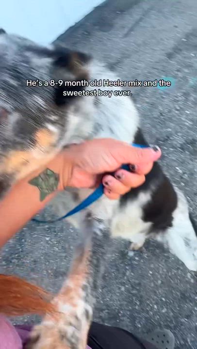 Enlarge Flip, a Adopted Australian Cattle Dog / Blue Heeler in Bakersfield , CA video 5/6