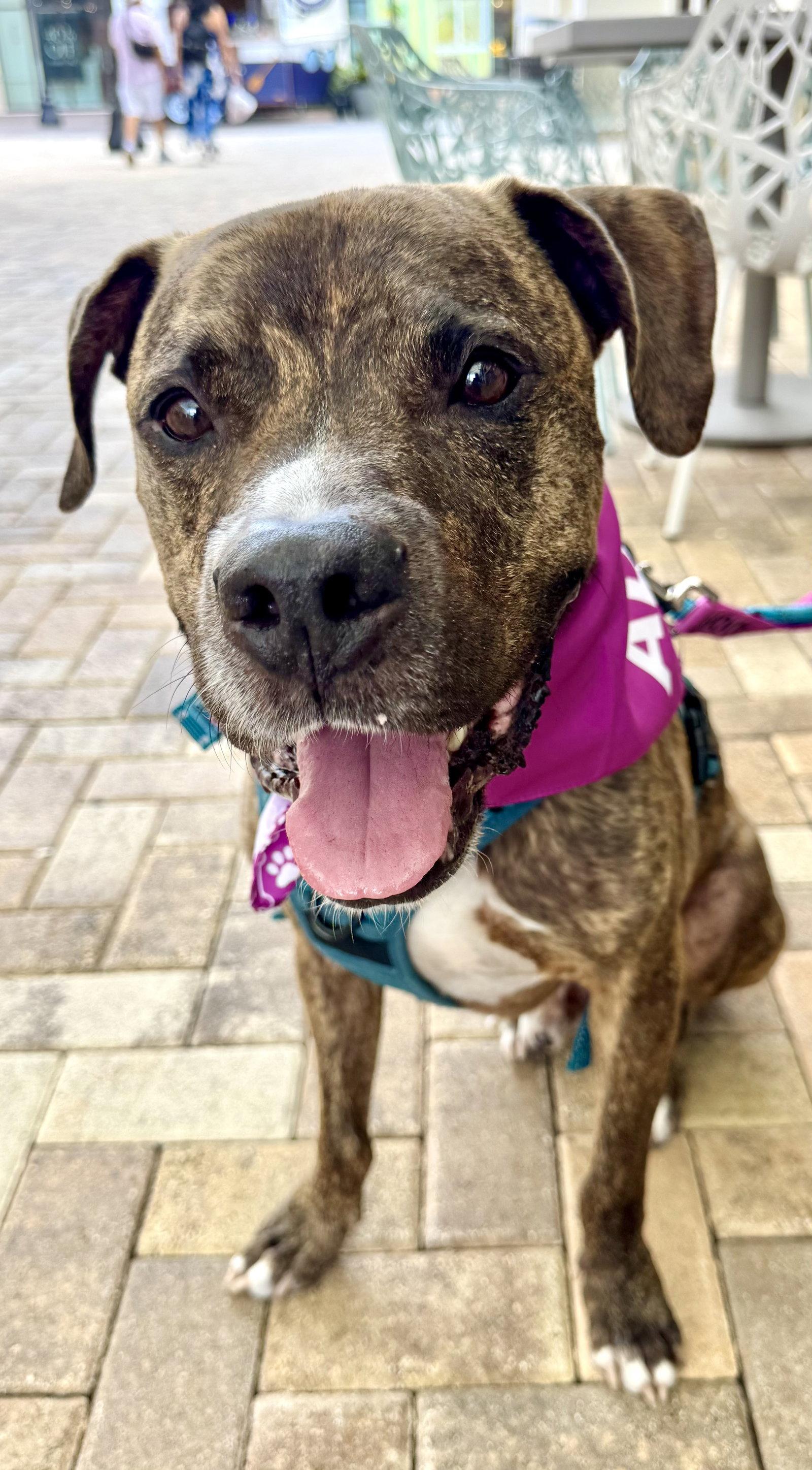 Enlarge Speckles, a Adoptable Rhodesian Ridgeback in Lighthouse Point, FL image 3/3