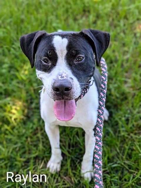 RAYLAN, Adoptable, Adult Male Mixed Breed.