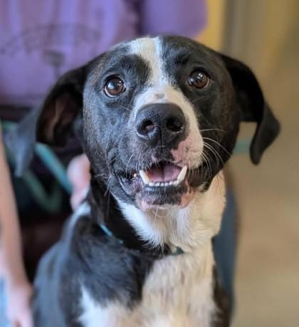 Enlarge Anissa, a Adoptable mixed breed in La Harpe, KS image 1/3