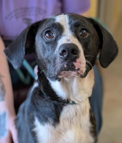 Enlarge Anissa, a Adoptable mixed breed in La Harpe, KS image 2/3