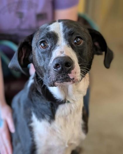 Enlarge Anissa, a Adoptable mixed breed in La Harpe, KS image 3/3
