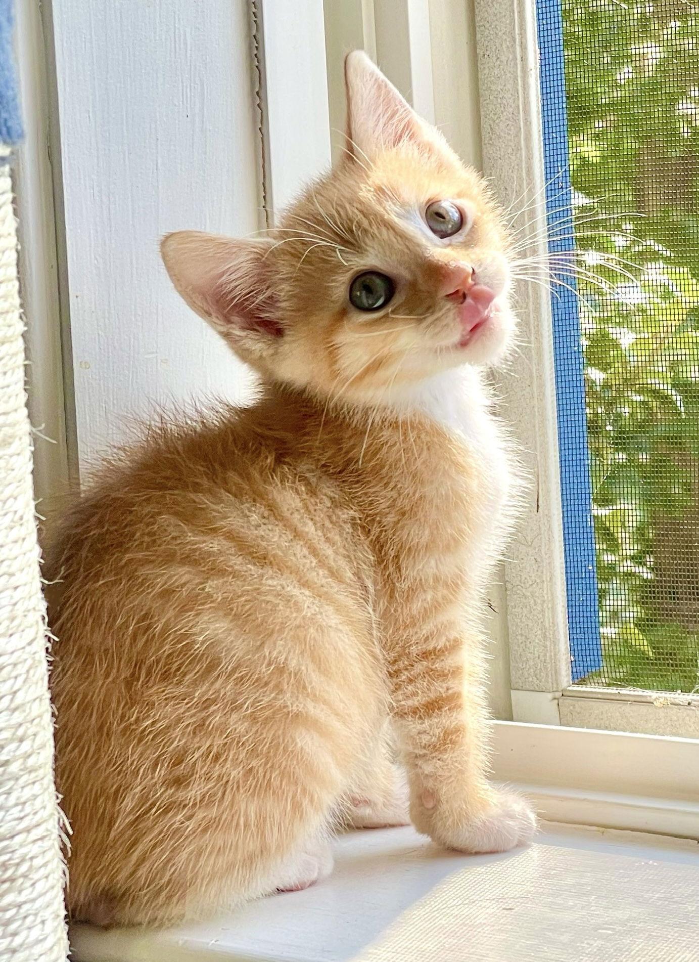 Brownie, Adopted, Kitten Male Domestic Short Hair.