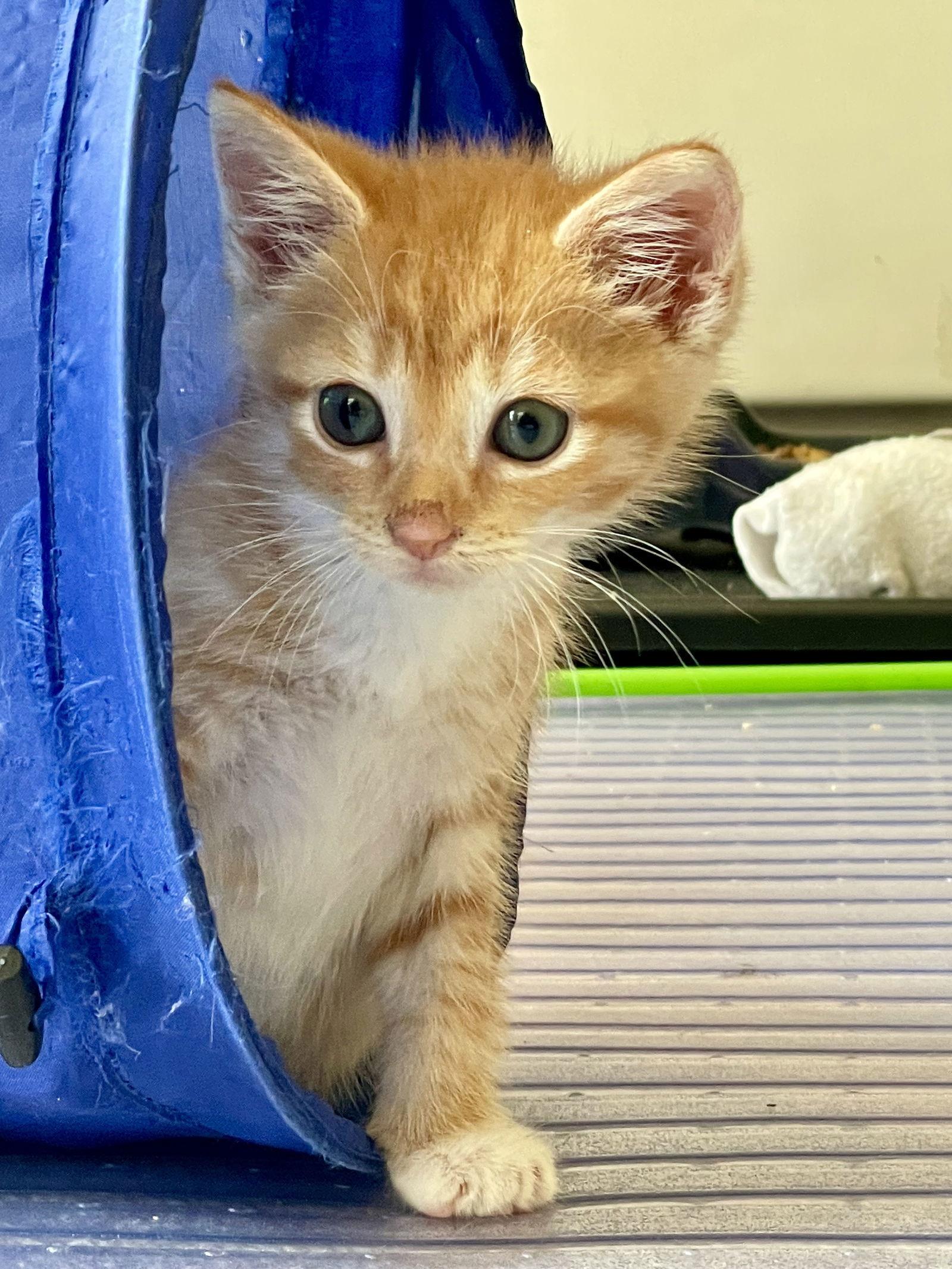Brownie, a Adopted Domestic Short Hair in Reston, VA image 2/3
