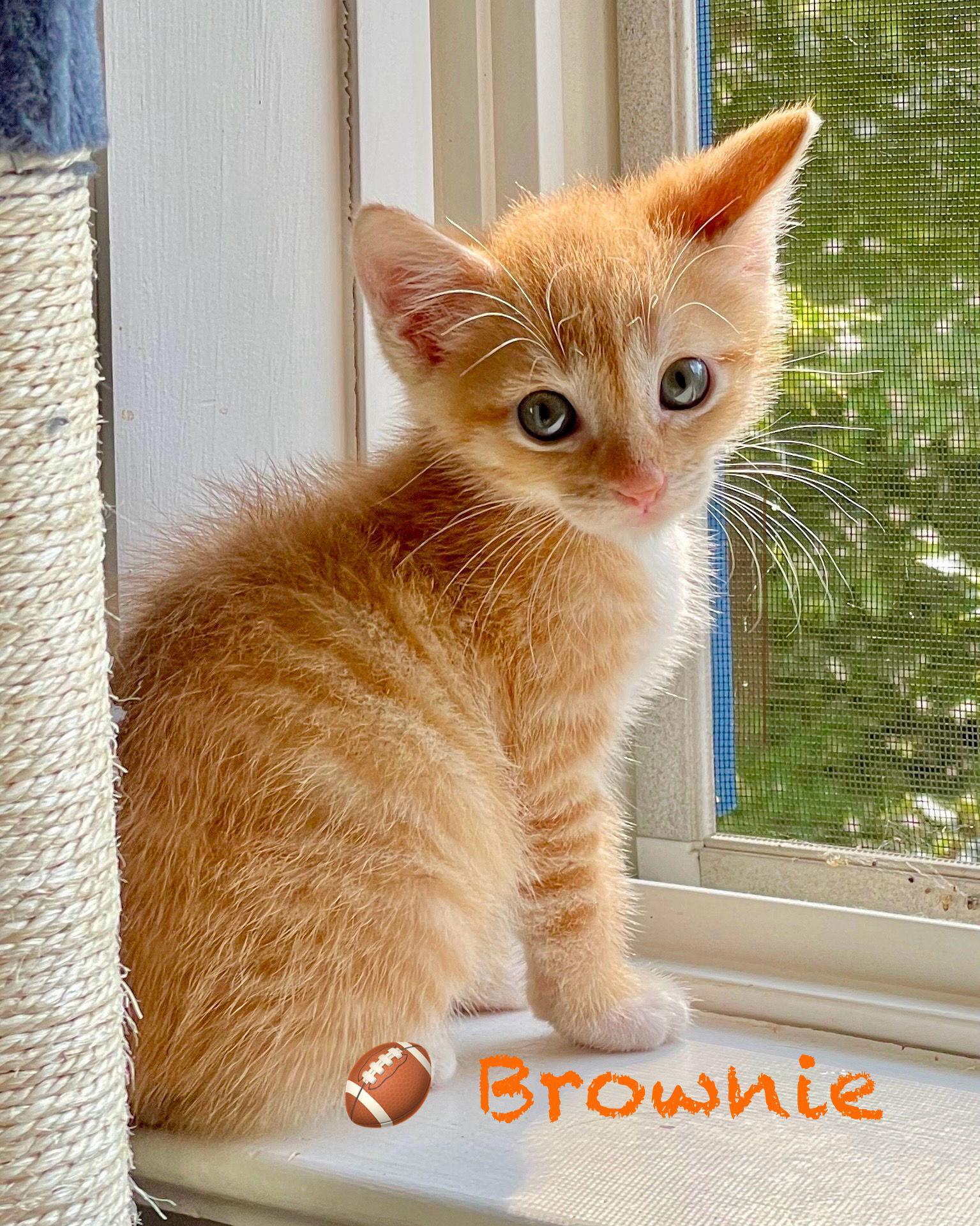 Brownie, a Adopted Domestic Short Hair in Reston, VA image 3/3