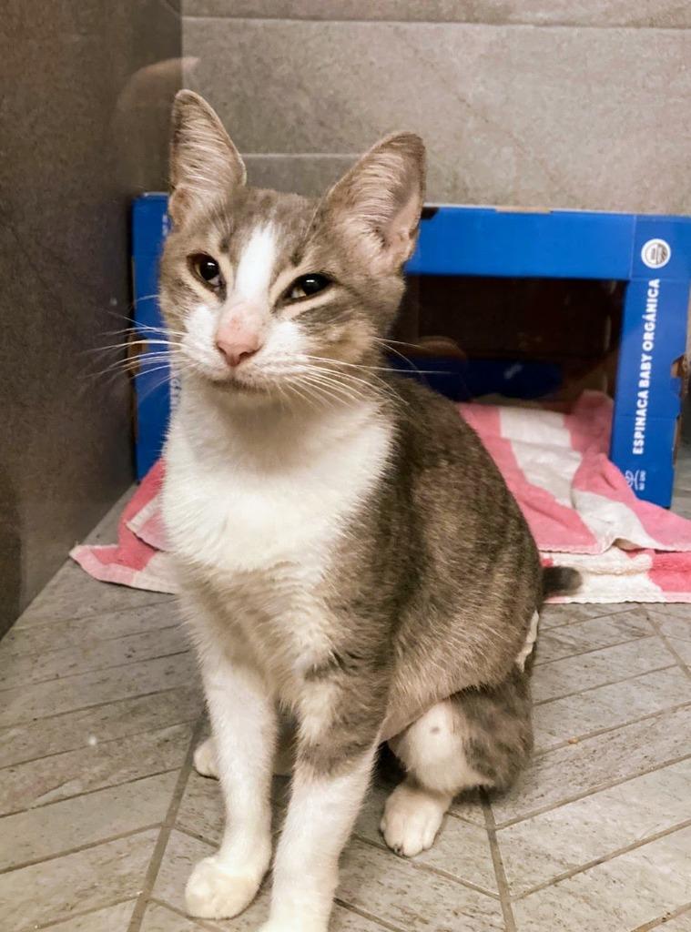 Catalina — thumbnail 3