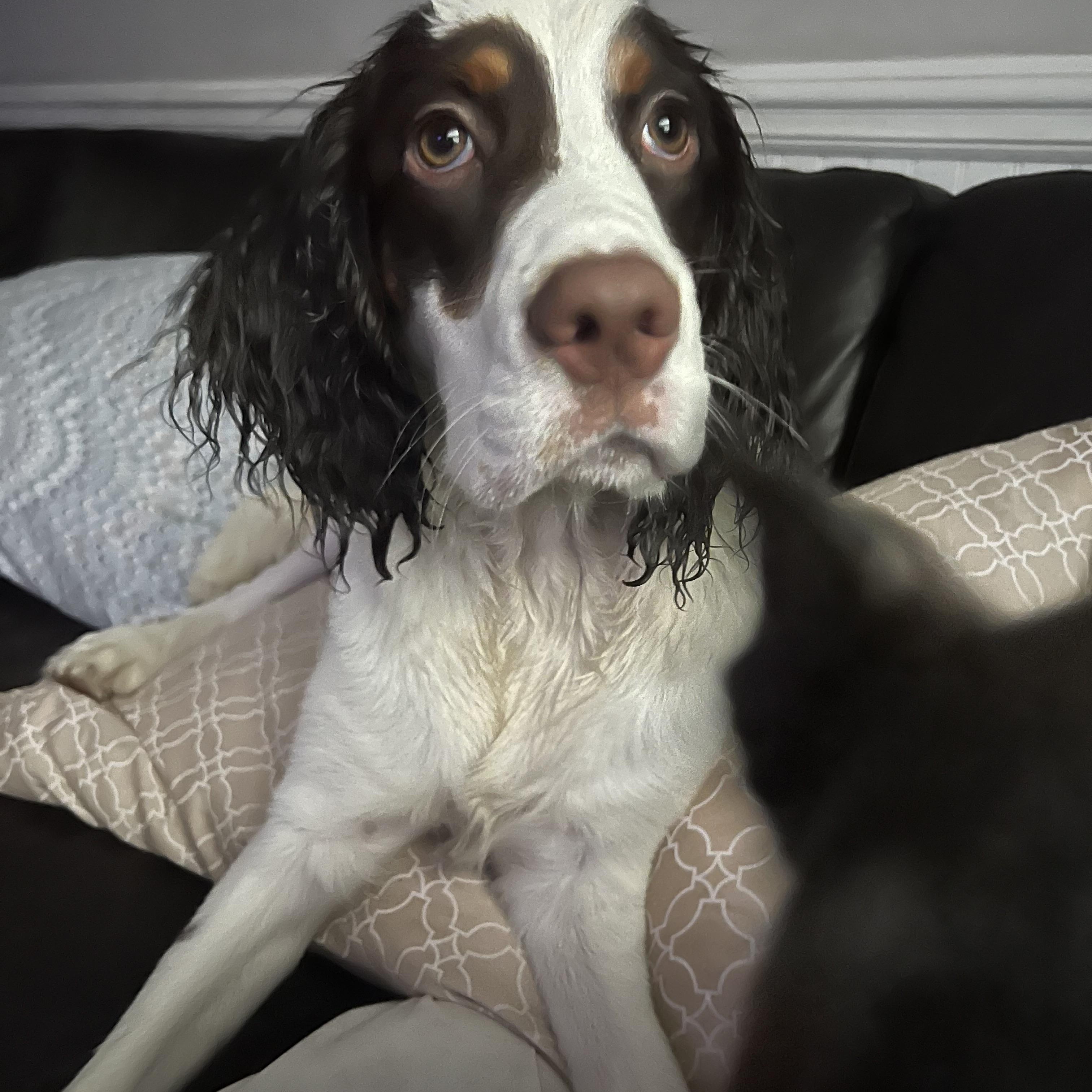 Enlarge Jackson, a ADOPTABLE mixed breed in Mt Pleasant, SC image 2/2