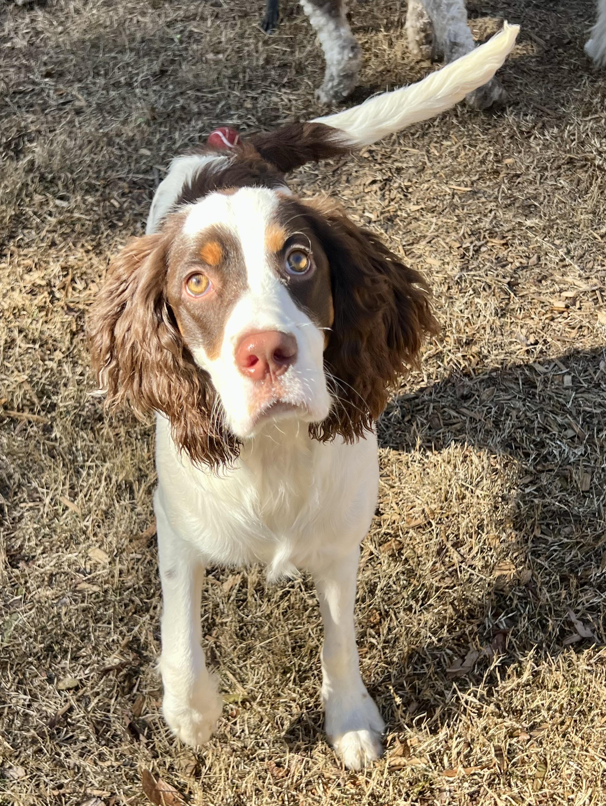 Jackson, ADOPTABLE, Young Male English Springer Spaniel.