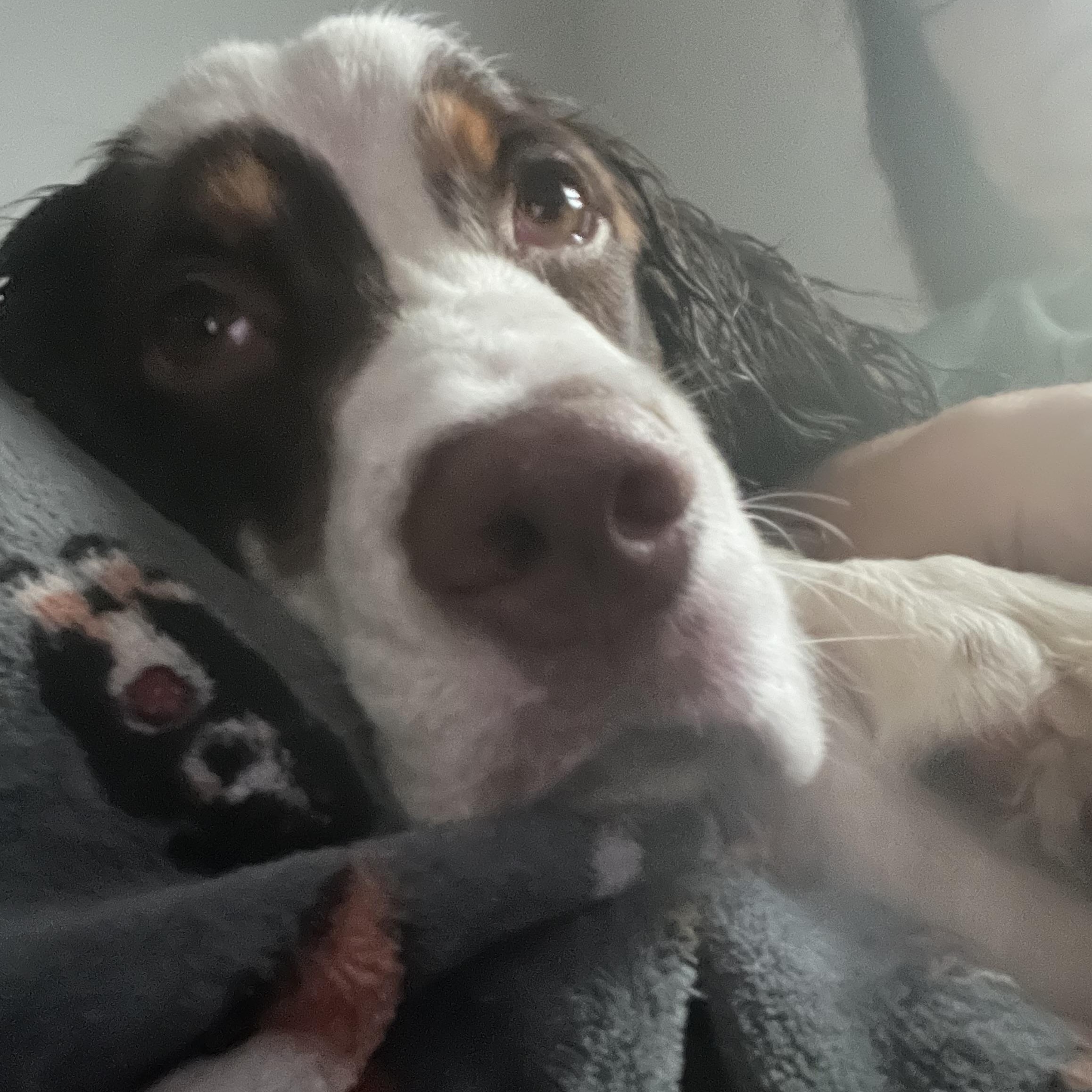 Enlarge Jackson, a ADOPTABLE mixed breed in Mt Pleasant, SC image 1/2