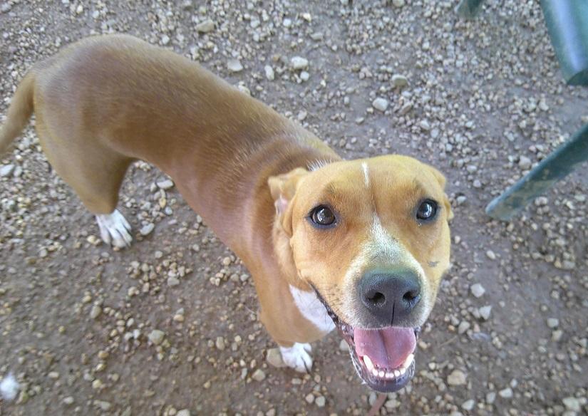 MRS. SMITH, ADOPTABLE, Adult Female Hound.
