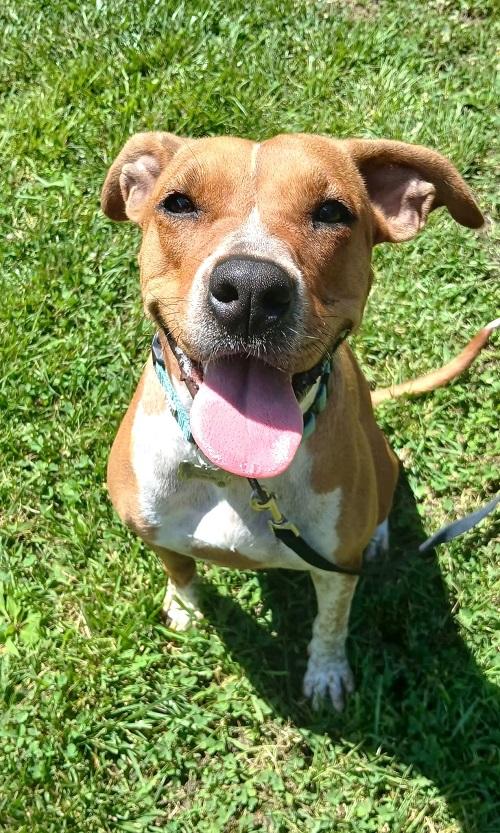 MRS. SMITH, ADOPTABLE, Adult Female Hound.