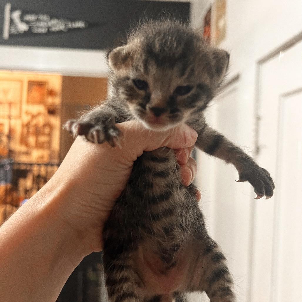 TAC, Adoptable, Kitten Male Domestic Short Hair.
