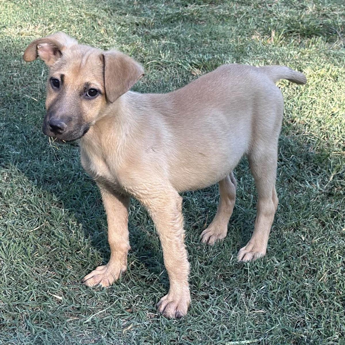 Athena, Adoptable, Young Female Australian Shepherd.