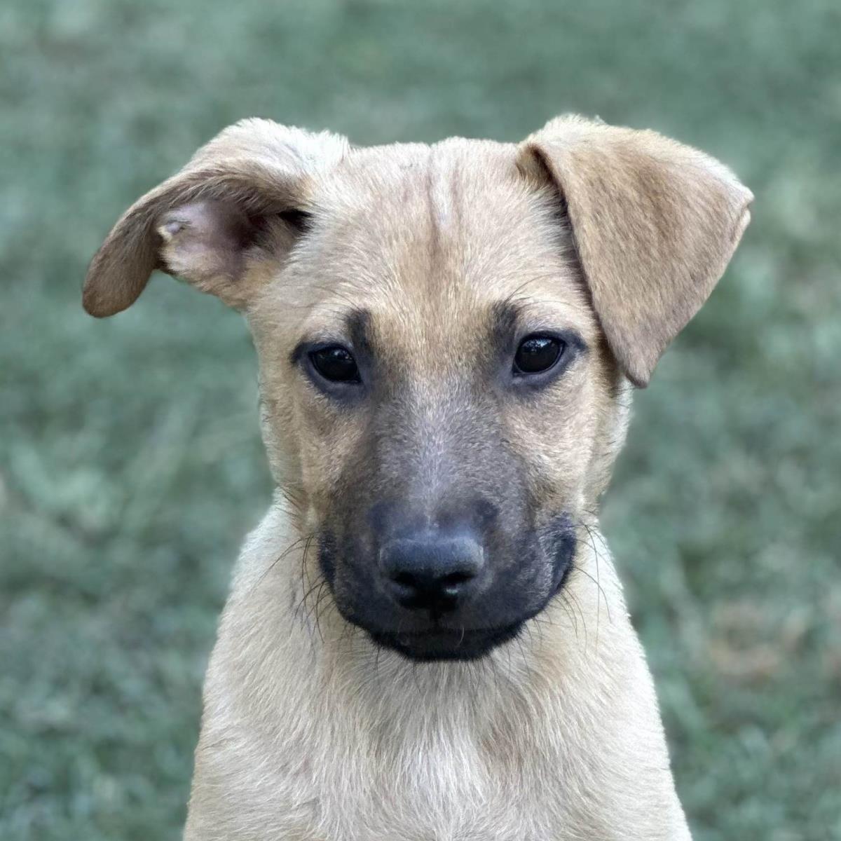 Athena, a Adoptable Australian Shepherd in Locust Fork, AL image 2/3