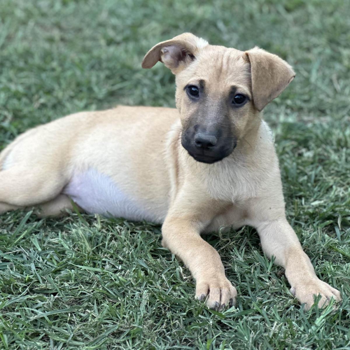 Athena, a Adoptable Australian Shepherd in Locust Fork, AL image 3/3