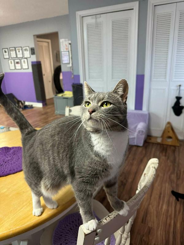 Frankie, a Adoptable Domestic Short Hair in Kalamazoo, MI image 2/3