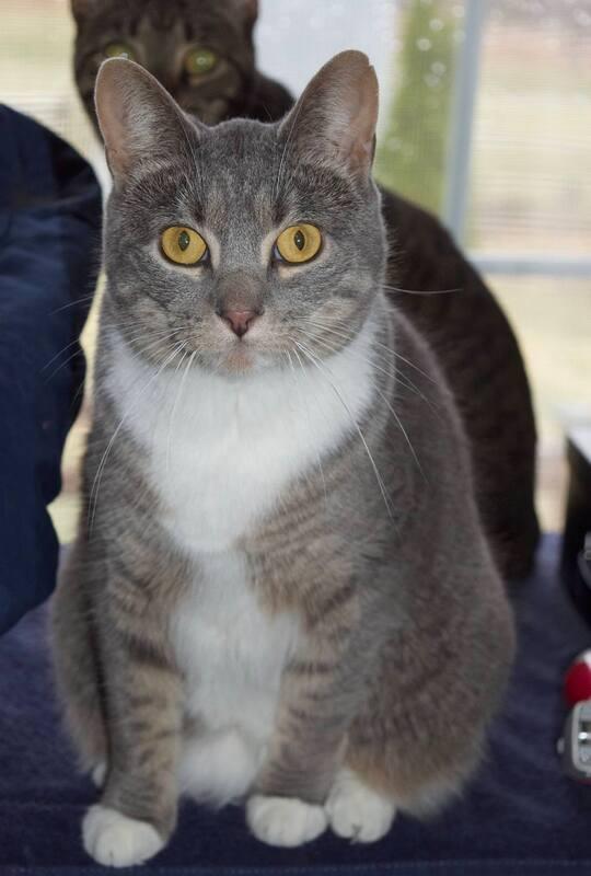 Enlarge Frankie, a Adoptable Domestic Short Hair in Kalamazoo, MI image 1/1