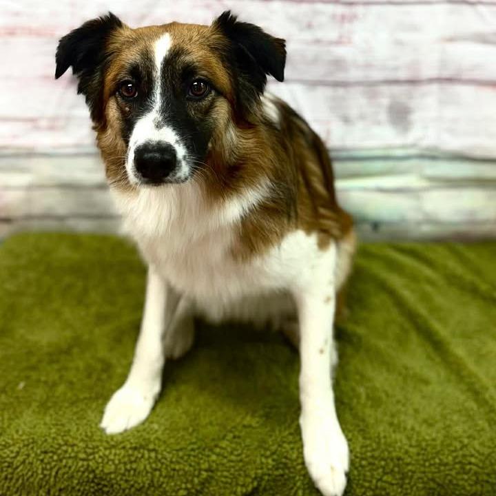 Ekko, Adoptable, Adult Female Cattle Dog.