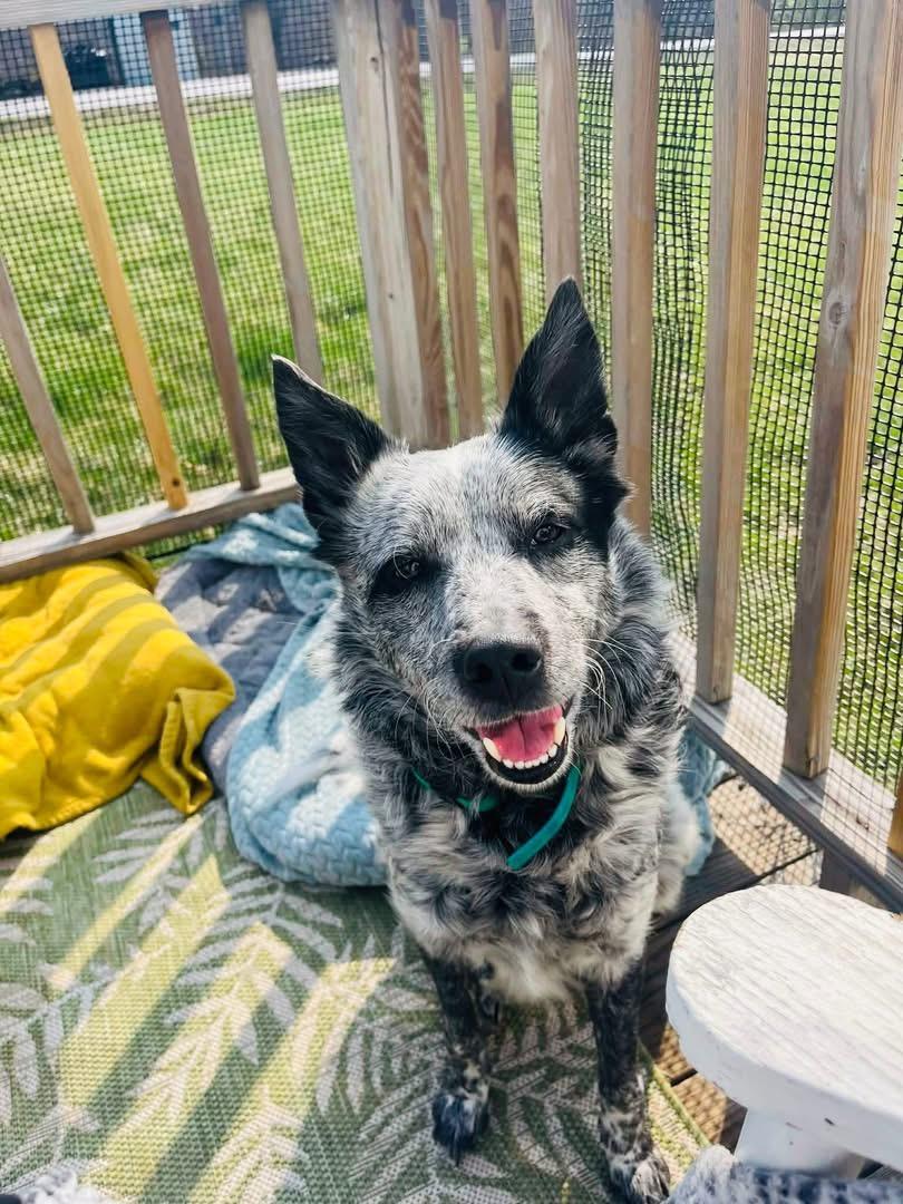 Enlarge Taz, a Adoptable Australian Cattle Dog / Blue Heeler in Wilmington, NC image 2/4