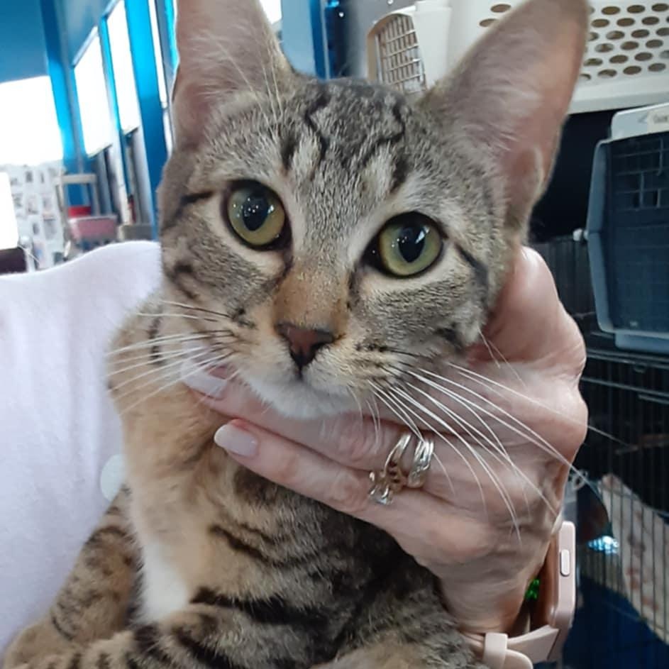 Elina - bonded with Andromeda, Young Female Domestic Short Hair