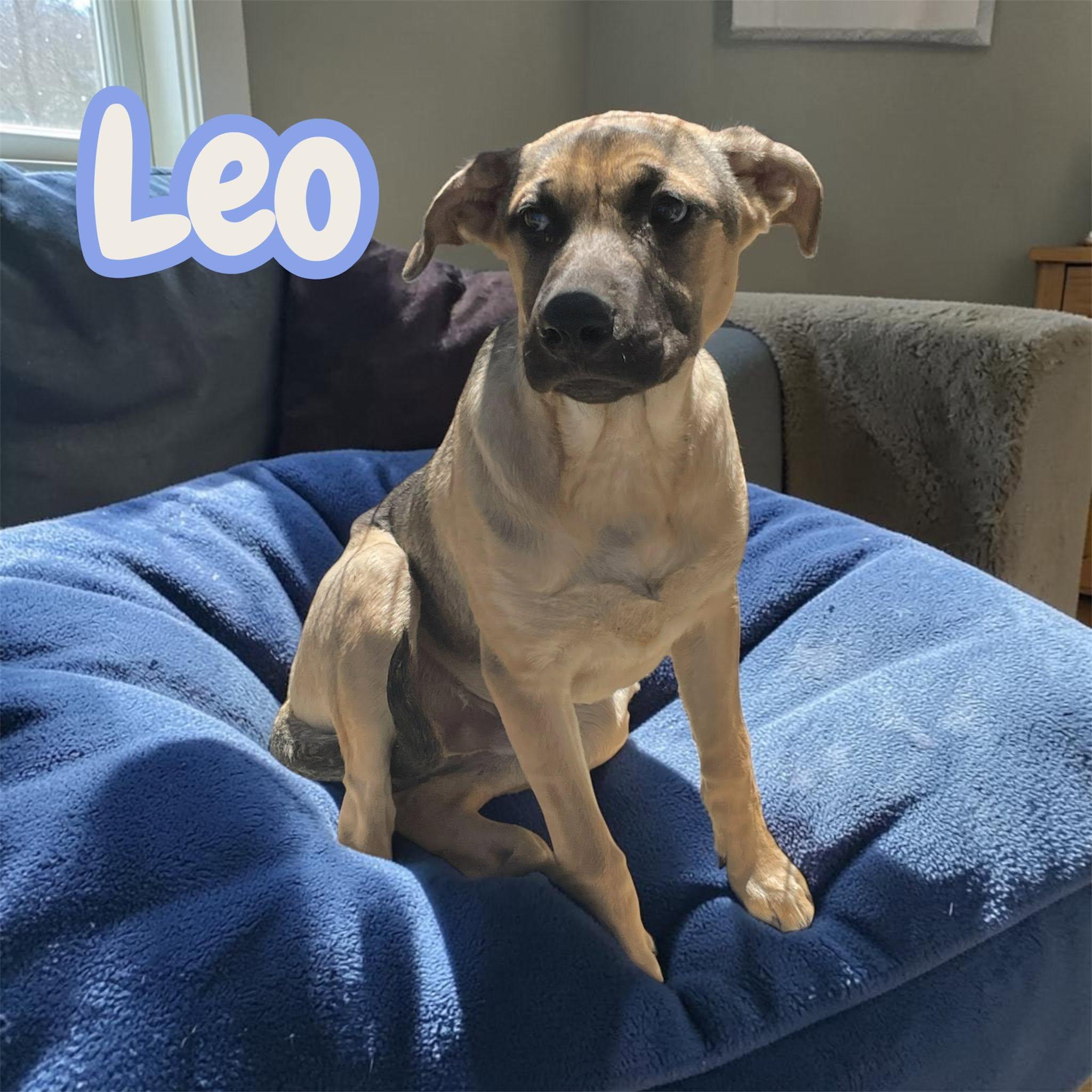 Enlarge Leo (Sunny's Litter) - big, bold, playful, a Adoptable mixed breed in Morristown, NJ image 2/3
