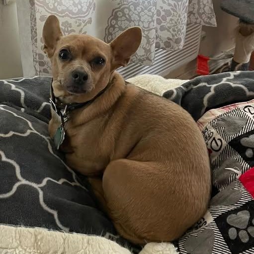 Enlarge Coconut, a Adoptable mixed breed in Ellensburg, WA image 1/1