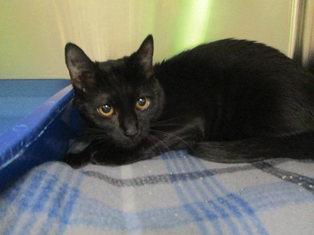 Enlarge Tater (Summit), a Adoptable mixed breed in Johnson City, TN image 1/3