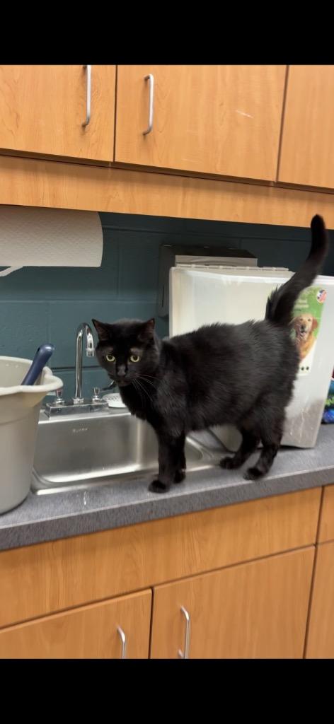 Enlarge Tater (Summit), a Adoptable mixed breed in Johnson City, TN image 2/3