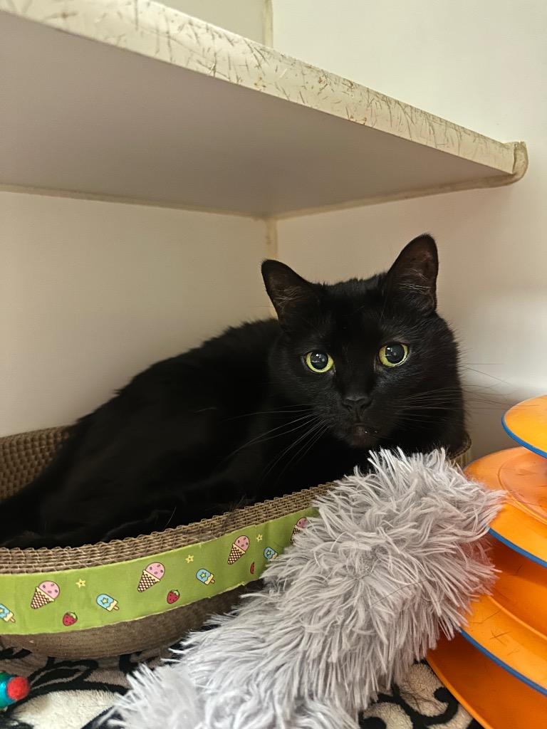 Enlarge Tater (Summit), a Adoptable mixed breed in Johnson City, TN image 3/4