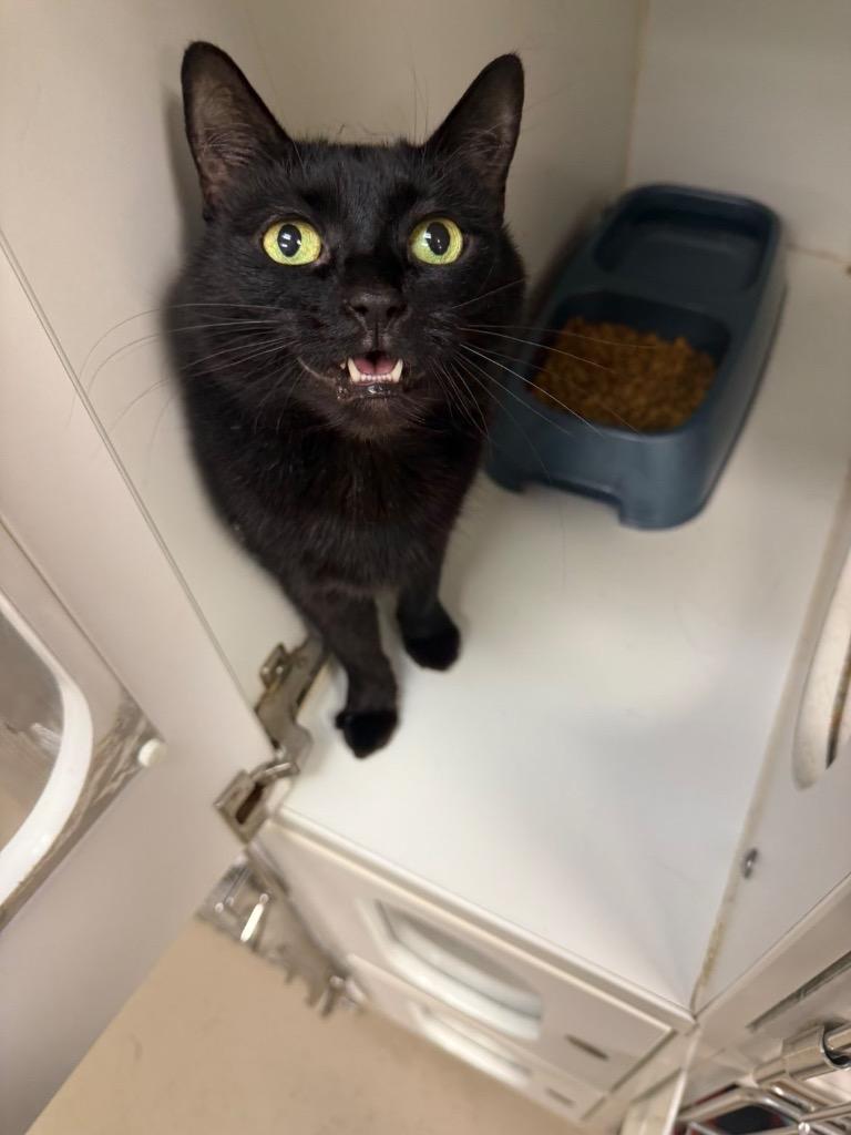 Enlarge Tater (Summit), a Adoptable mixed breed in Johnson City, TN image 3/3