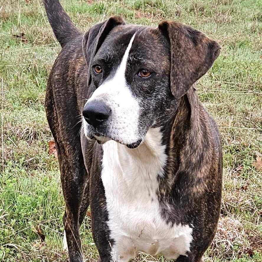 Enlarge Millie, a Adoptable Hound in Pelham, NH image 1/6