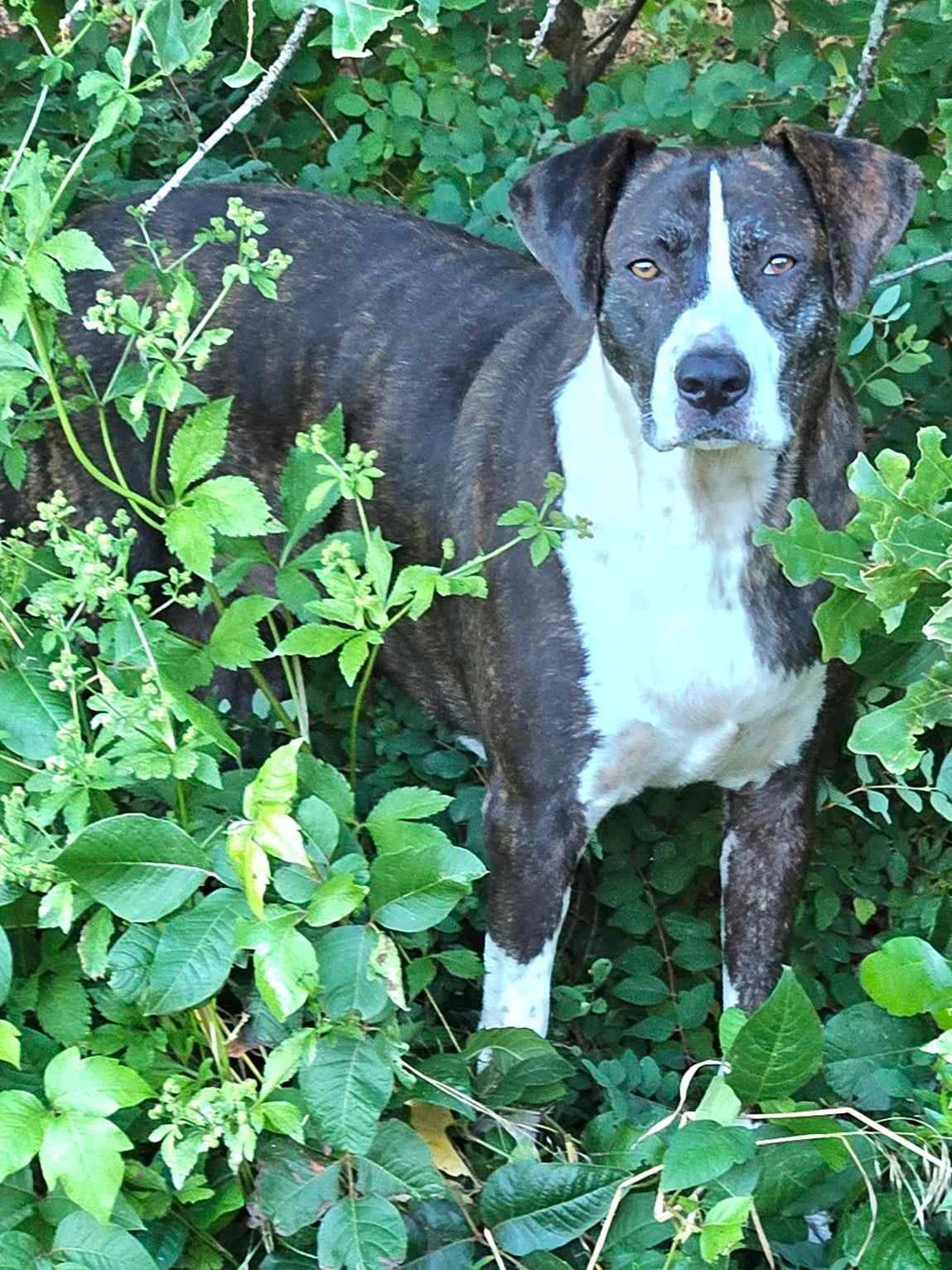 Enlarge Millie, a Adoptable Hound in Pelham, NH image 3/6