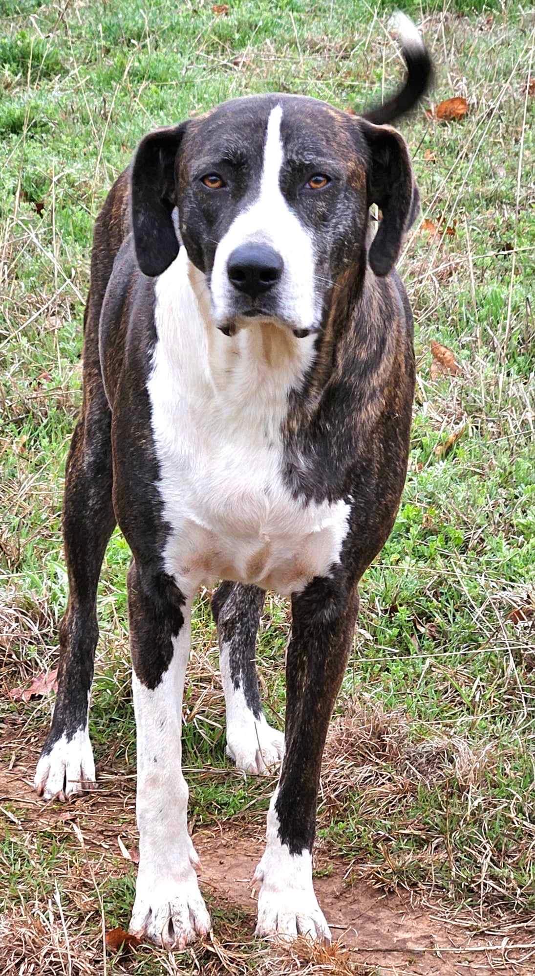 Enlarge Millie, a Adoptable Hound in Pelham, NH image 6/6