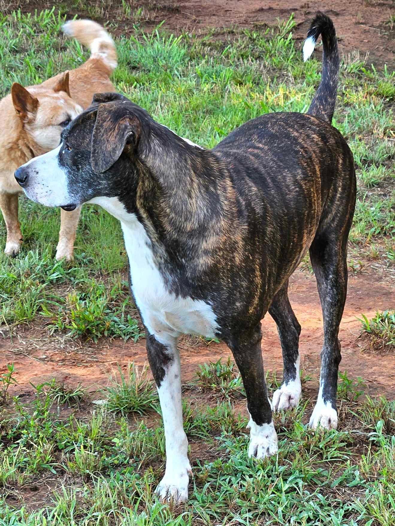 Enlarge Millie, a Adoptable Hound in Pelham, NH image 2/6