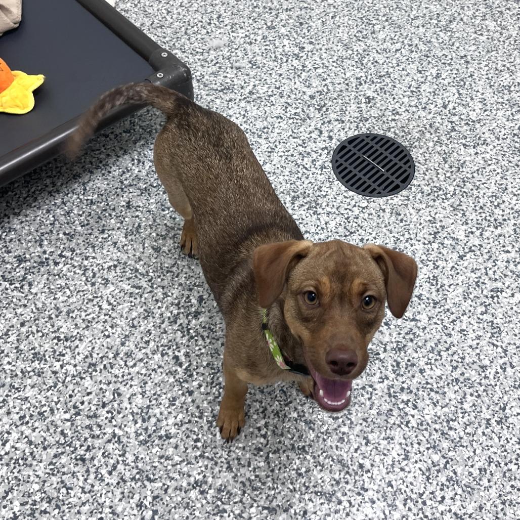 Elzora, Adoptable, Young Female Catahoula Leopard Dog & Mixed Breed.