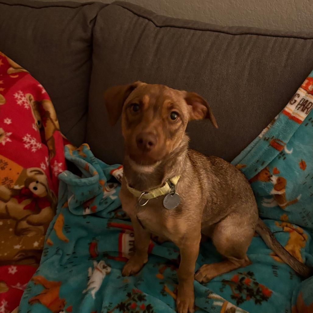 Enlarge Elzora, a Adoptable mixed breed in Brookfield, WI image 2/5