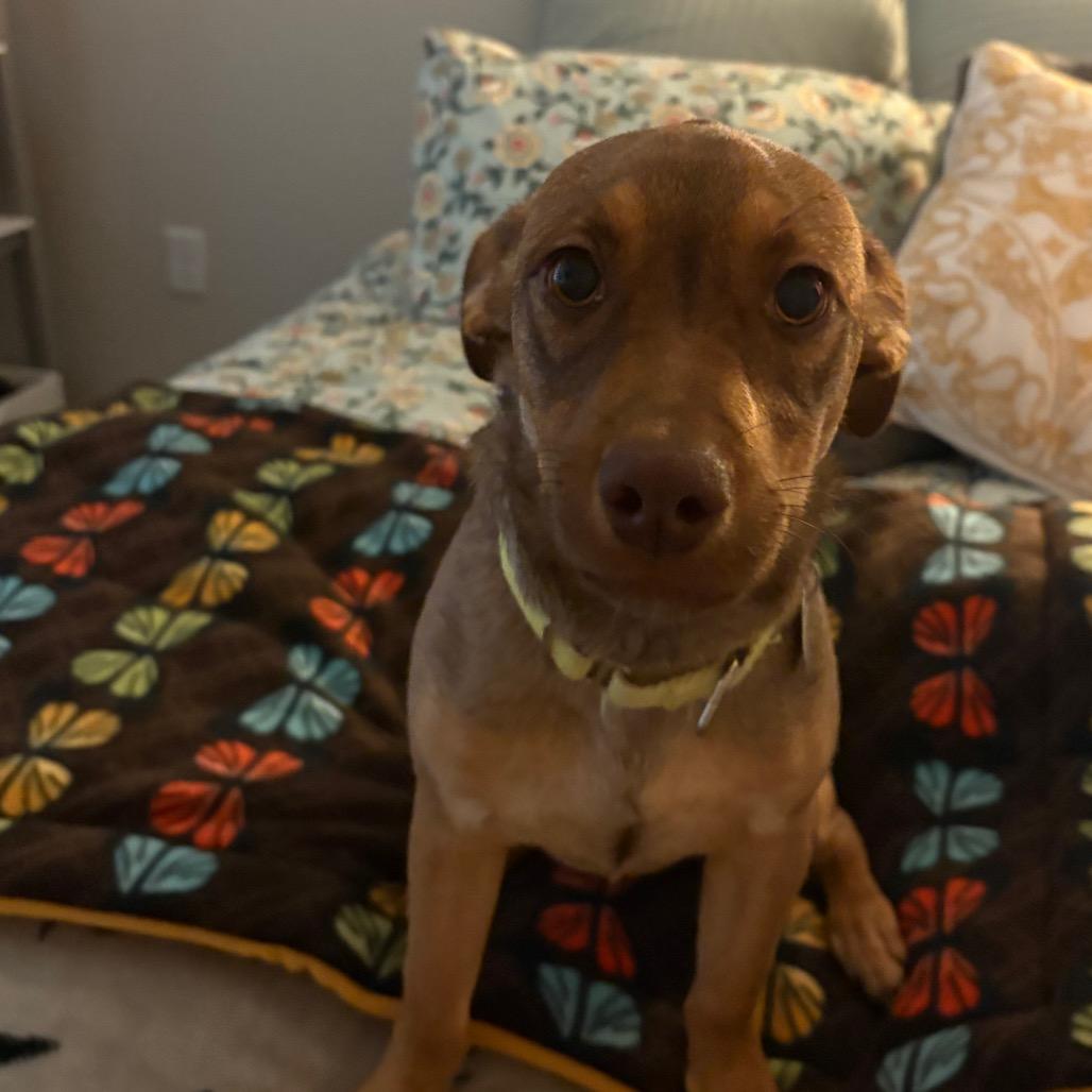 Enlarge Elzora, a Adoptable mixed breed in Brookfield, WI image 3/5