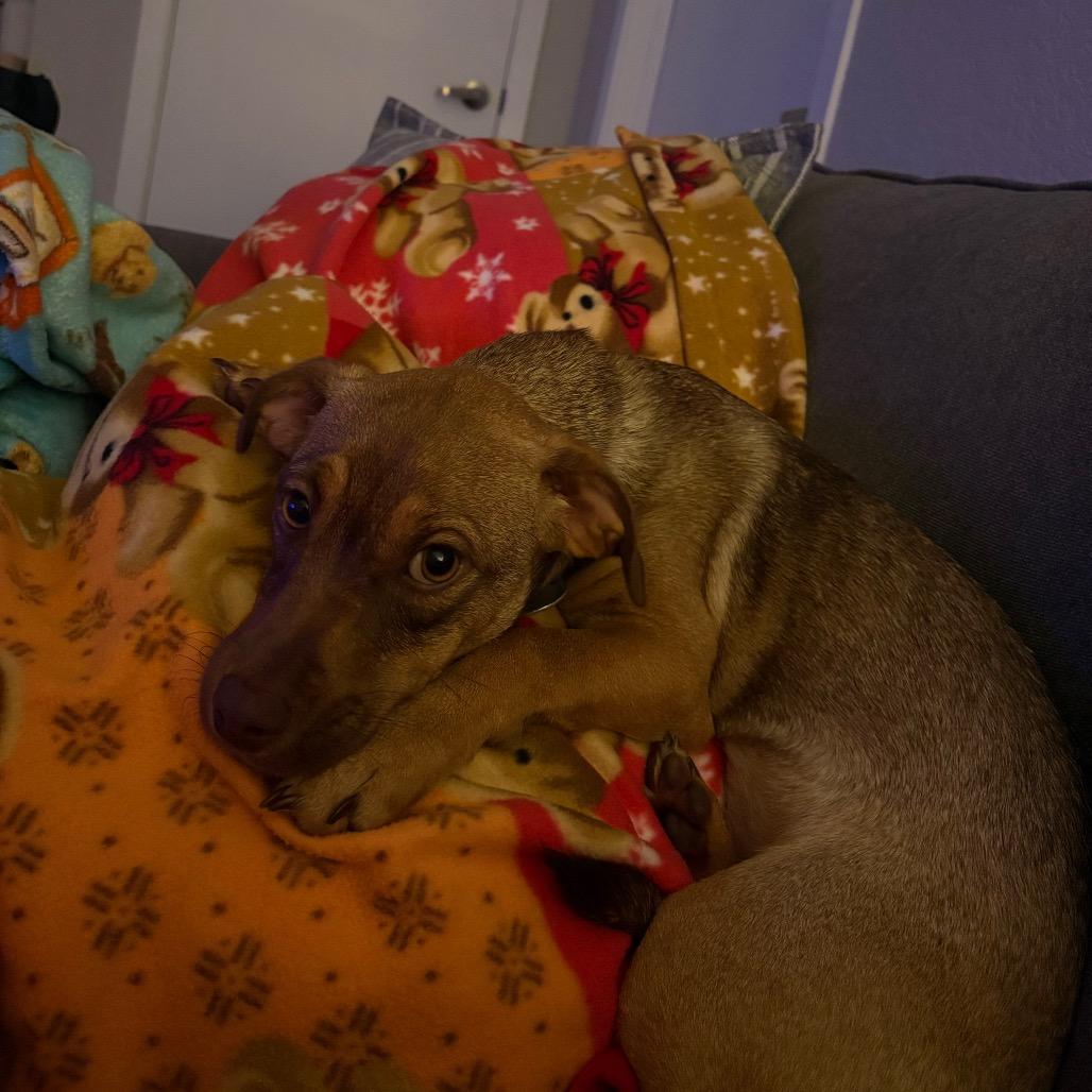 Enlarge Elzora, a Adoptable mixed breed in Brookfield, WI image 4/5