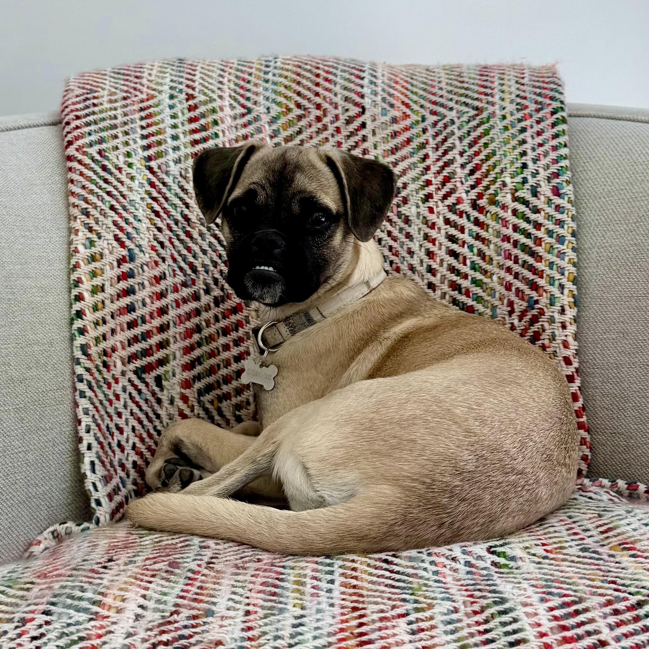 Benny, a ADOPTABLE mixed breed in Los Angeles, CA image 5/6