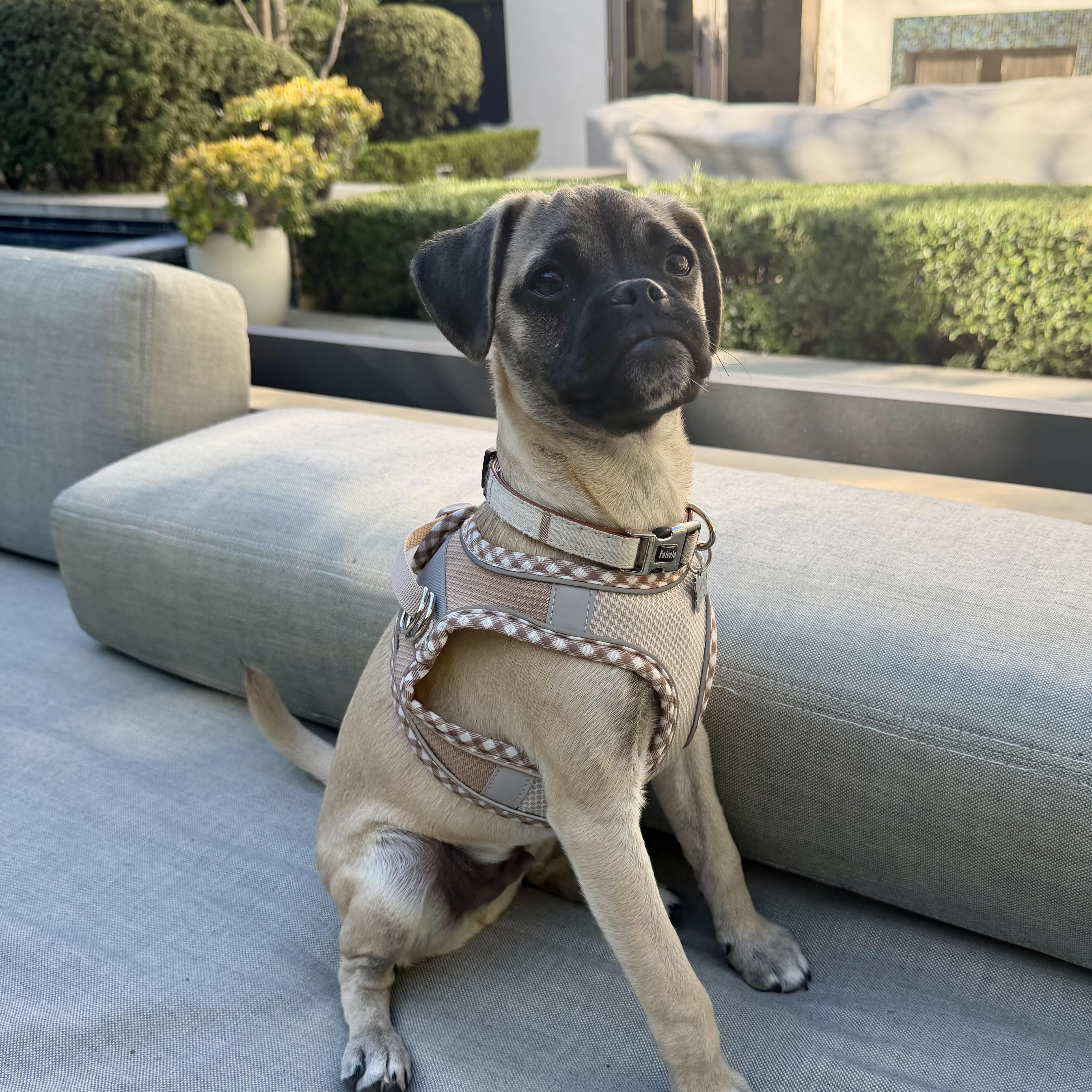 Benny, ADOPTABLE, Puppy Male Pug.