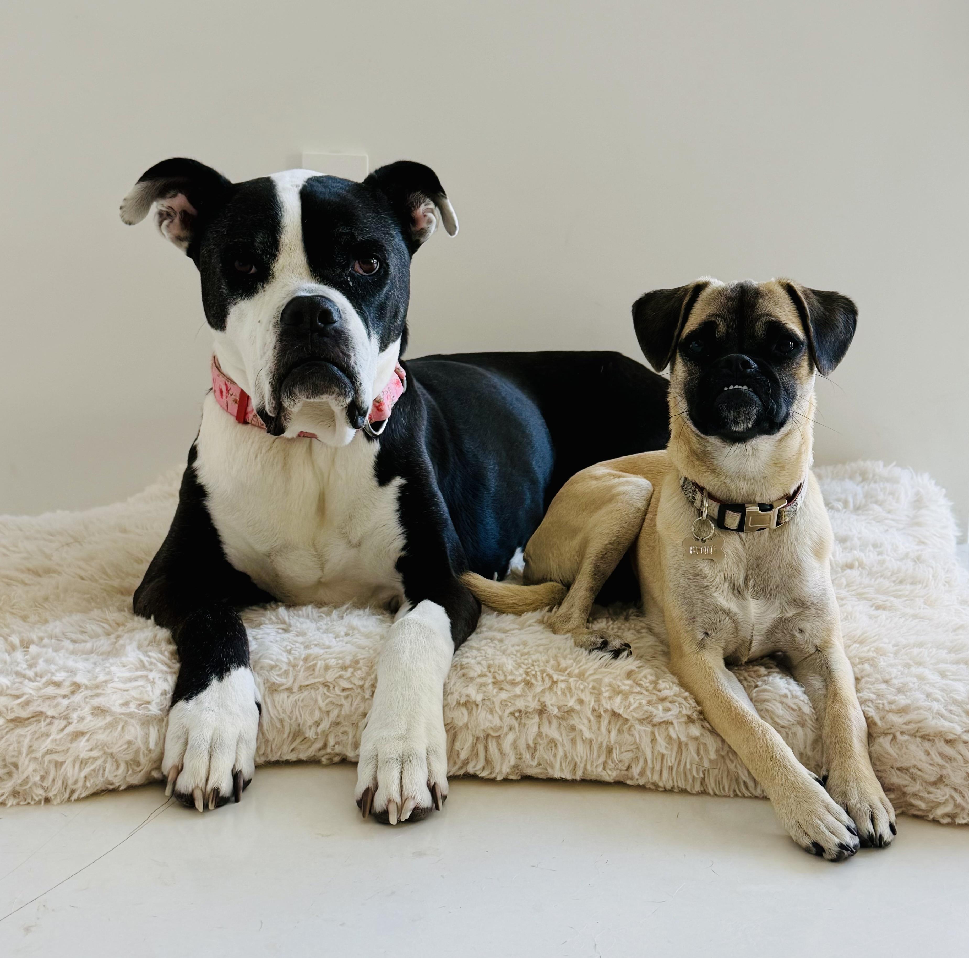 Benny, a ADOPTABLE mixed breed in Los Angeles, CA image 6/6